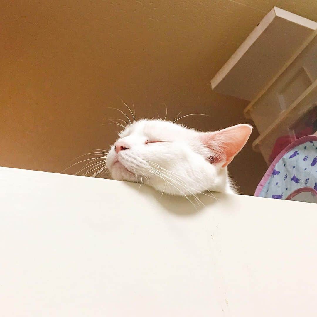 金巻ともこさんのインスタグラム写真 - (金巻ともこInstagram)「いい枕ですね…… #kurohakuchai #cat #猫 #白猫 #whitecat」7月27日 23時54分 - tomotomoco