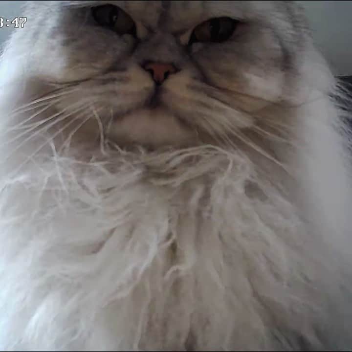 Milkshake the Catのインスタグラム：「Watch Smoothie & Milkshake obsessing over a pet cam (and almost destroying it 🙈) Video link in bio!」
