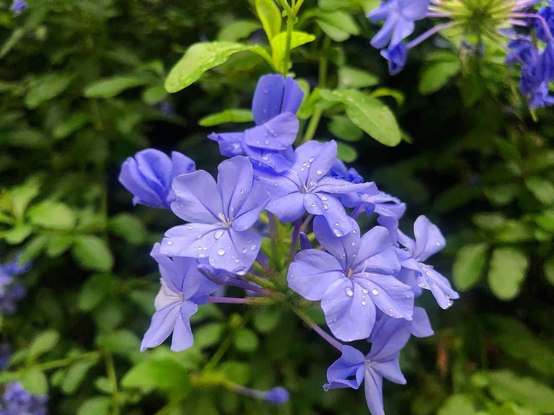 のインスタグラム：「The rainy season in Japan is beautiful. 梅雨は写真が撮りたくなる🤳 てもう梅雨明けてる？ 台風が来ただけ？？🌪 ・ ・ ・ #iphonecamera」