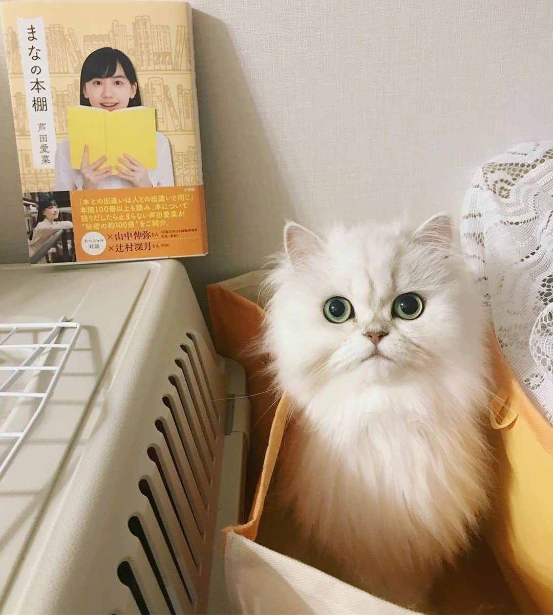 manami☺︎satoさんのインスタグラム写真 - (manami☺︎satoInstagram)「* 芦田先生とふぅ様^ↀᴥↀ^📖📕 * #まなの本棚 早速買った☺️ * #芦田愛菜#夏のにゃんこ大作戦#小悪魔ふぅちゃん#チンチラシルバー#猫#ねこ#ふわもこ部#ねこのきもち#猫好きさんと繋がりたい#ペコねこ部#anicas#サンデイ#ペルシャ#猫のいる暮らし#냥스타그램#猫咪#KATZE#GATTA#cats_of_world  #ilovecats#meaw#kot#koty#cat#cats#instacat#catstagram#catsofinstagram#chinchillacat」7月28日 0時37分 - fuwari_kinaco