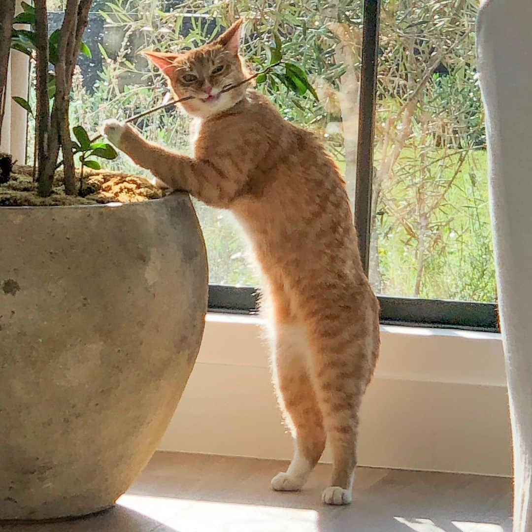 デレク・ハフさんのインスタグラム写真 - (デレク・ハフInstagram)「Woke up this morning to my cat “Palo” playing the jazz flute 😂 #animals #cats #hisface #flute」7月28日 0時47分 - derekhough