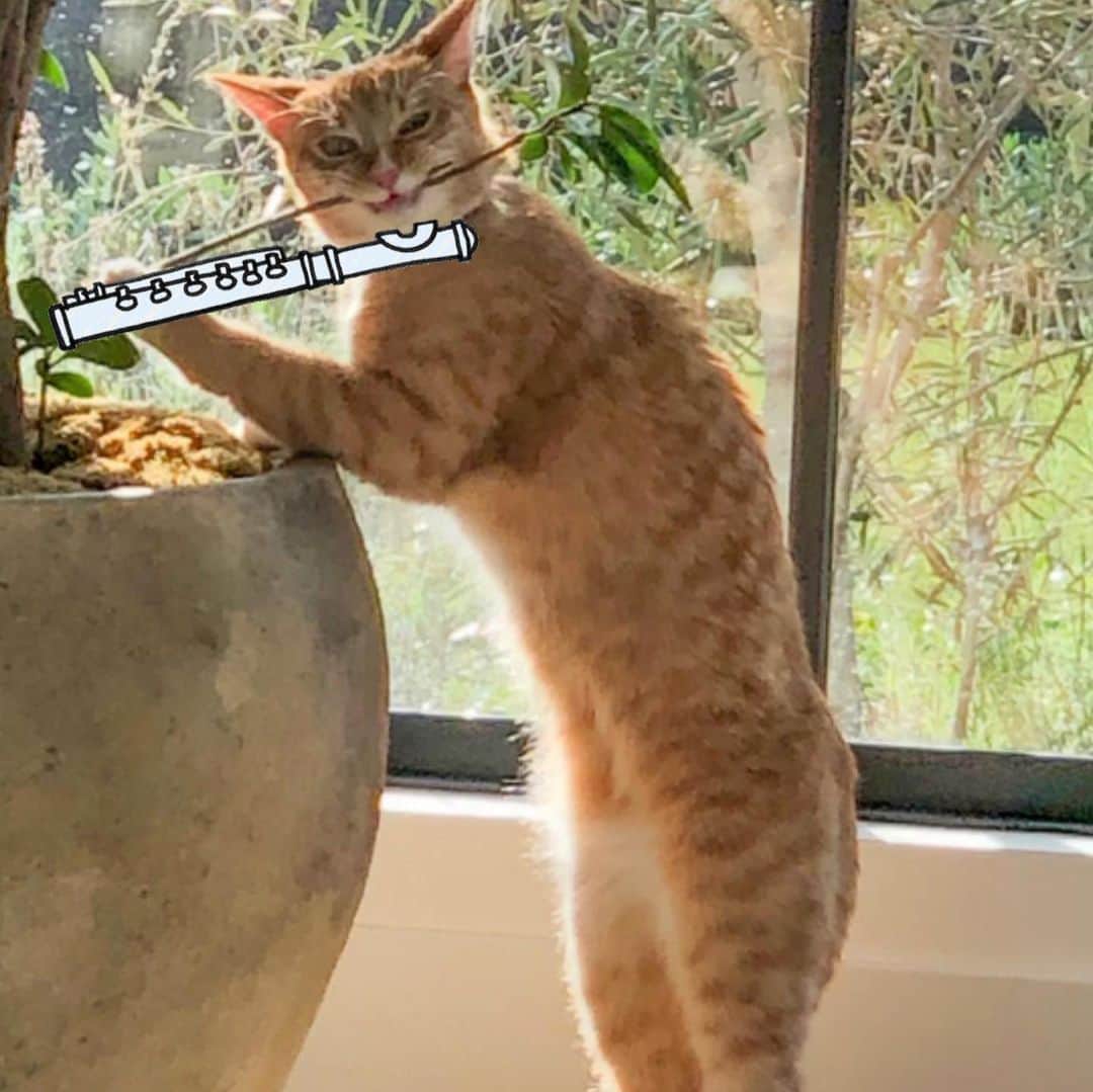 デレク・ハフさんのインスタグラム写真 - (デレク・ハフInstagram)「Woke up this morning to my cat “Palo” playing the jazz flute 😂 #animals #cats #hisface #flute」7月28日 0時47分 - derekhough