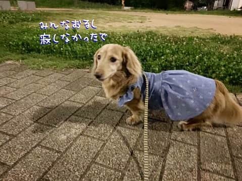 チズのインスタグラム