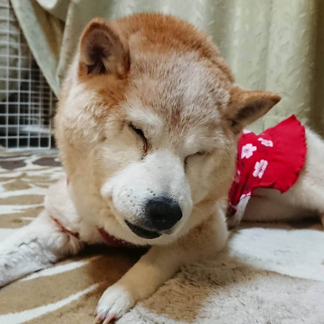柴子さんのインスタグラム写真 - (柴子Instagram)「おやしばなさい( ˘ω˘)ｽﾔｧ #柴犬　#shibainu #shibastagram」7月28日 0時57分 - senogawadogs