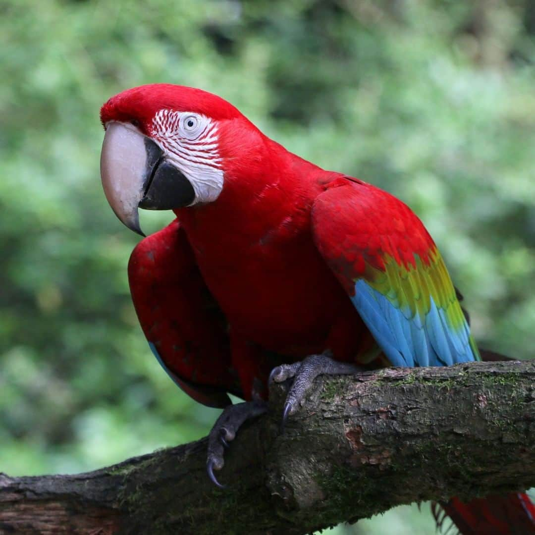 アニマルプラネットさんのインスタグラム写真 - (アニマルプラネットInstagram)「Here's a fun fact about macaws: they eat sand and clay to neutralize the toxins from the fruit and nuts they eat! I imagine this is like taking a tums, but for parrots. . . . . . #animalplanetupclose #animalsofinstagram #animalplanet #animaloftheday #wild #wildlife #outdoors #animals #wildanimals #conservation #nature #animallovers #instanature #wildgeography #birdsofig #macaw #parrot」7月28日 1時00分 - animalplanet