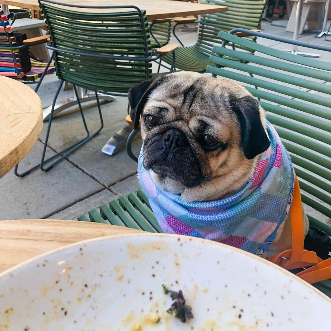 itsdougthepugさんのインスタグラム写真 - (itsdougthepugInstagram)「“When u should’ve ordered more” -Doug」7月28日 1時06分 - itsdougthepug