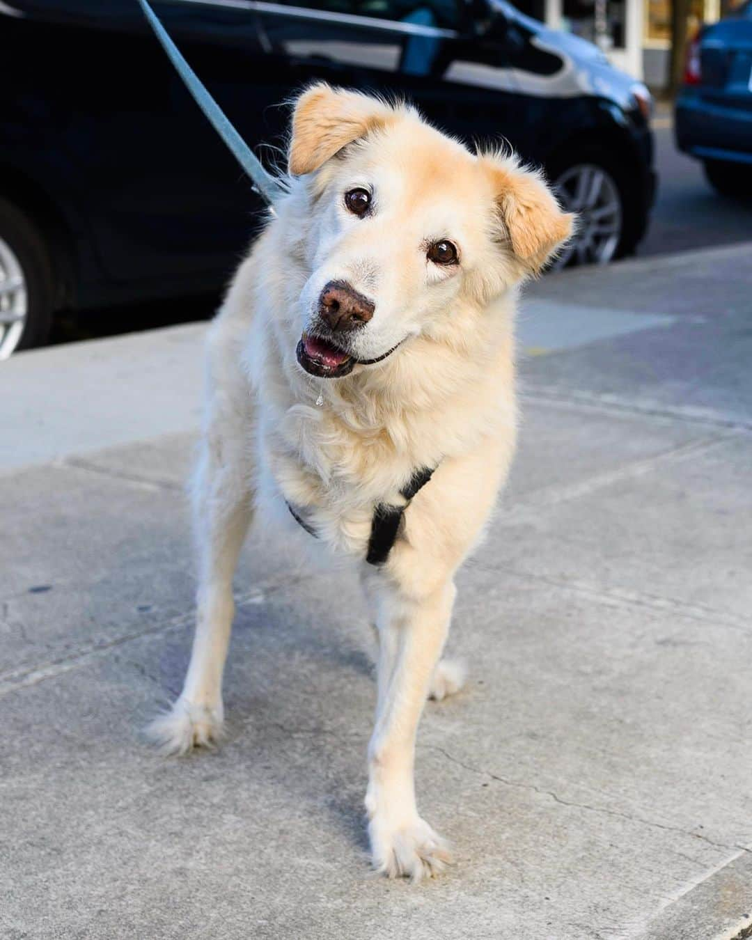 The Dogistさんのインスタグラム写真 - (The DogistInstagram)「Blondie, “Golden Retrieverish” (14 y/o), Beech & Mississippi Ave., Portland, OR • “He was found on the side of a road in Thailand, hit by a car. They saved him but they couldn’t save the leg.” A rescue via @soidogfoundation」7月28日 1時14分 - thedogist