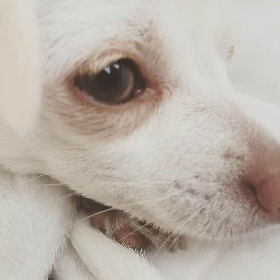 マーガレット・チョーさんのインスタグラム写真 - (マーガレット・チョーInstagram)「Brown smoky eye #makeup #chihuahua #beauty #rescuedog #dogsofinstagram」7月28日 1時29分 - margaret_cho