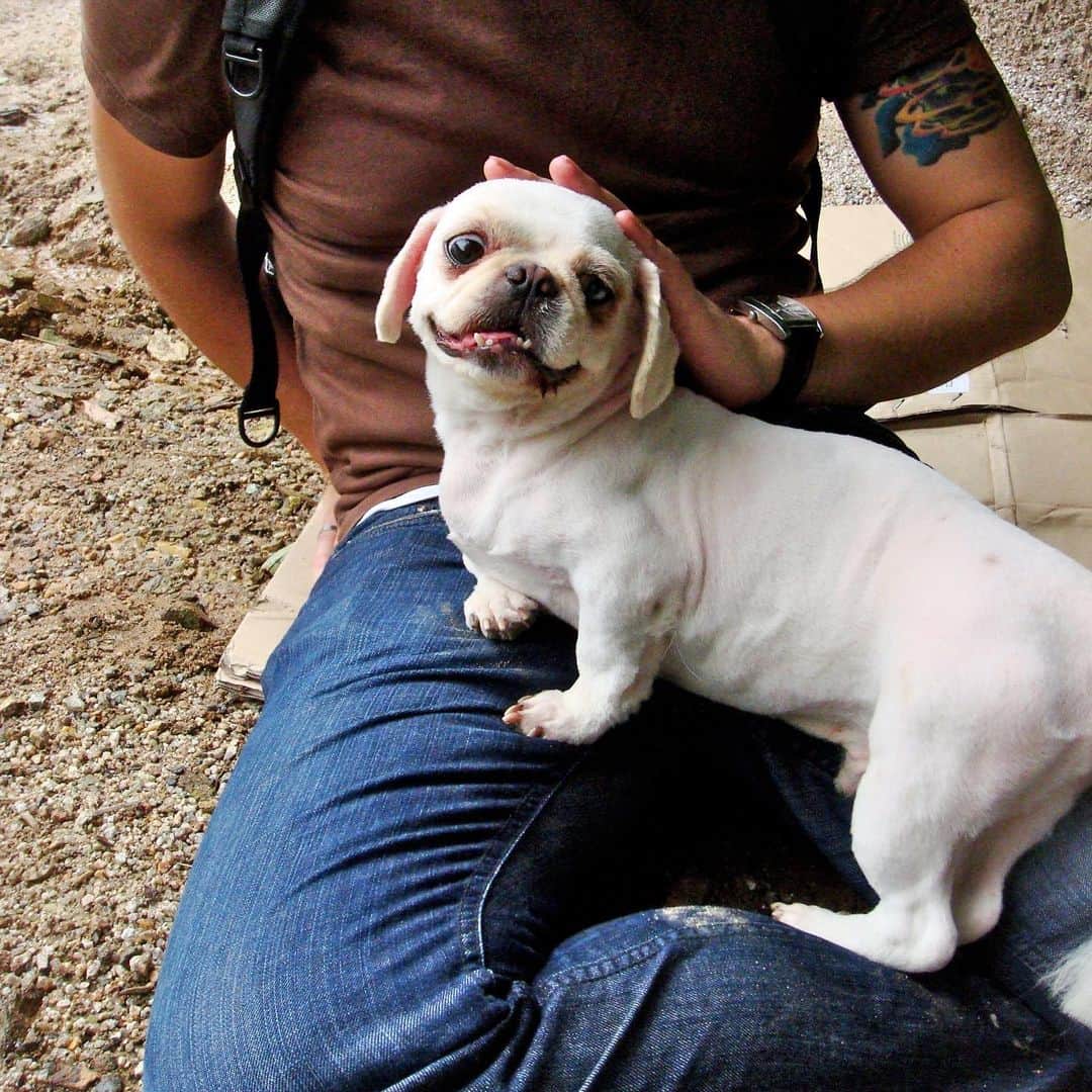 サイモンとマルティナのインスタグラム：「A little walk down memory lane since I’m feeling all the feelz. July 27, 2008 we traveled to a  dog shelter in South Korea and adopted this scraggly little pooch and named him Spudgy ()•ㅊ•() They weren’t sure what breed of dog he was, but eventually his lush, absolutely faaaaabulous #pekingese hair started growing in and we promptly knew he was a diva. He accomplished a whole lot in his life for a dog that was tossed away. Clothing, hats, mugs, and stickers all with his squishy, snaggly toothed face on it. He pooped in Korea, Canada, AND also Japan! Was tummy touched by many famous kpop stars. And also learned to share with a new annoying younger sibling. We miss him all the time. So tonight I raise a glass to MMM THE SPUUUDGY and think about all the happy times and all the hard times he was there for me. Dogs are hellaofagood best friends.」