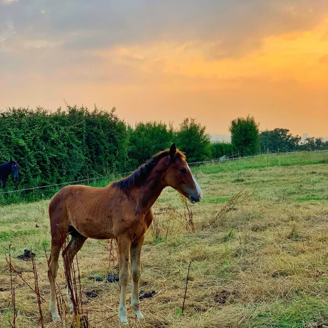 リンダ・モルセッリさんのインスタグラム写真 - (リンダ・モルセッリInstagram)「Ci sono tramonti che difficilmente si dimenticano. Io porto nel cuore quello visto e vissuto nel deserto del Sahara. Si , lo so ... non c’entra na mazza con il post , ma il sole ☀️ è comunque lo stesso.  #sunset #sunsetlover」7月28日 2時05分 - lalindaa