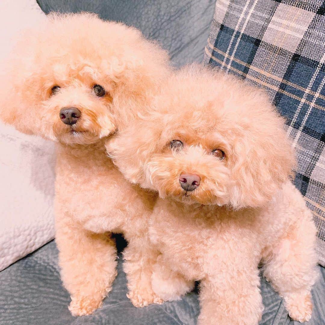 楠田亜衣奈のインスタグラム：「もふもふさんをおせんたく。 おおしごと。 いいにおい。」