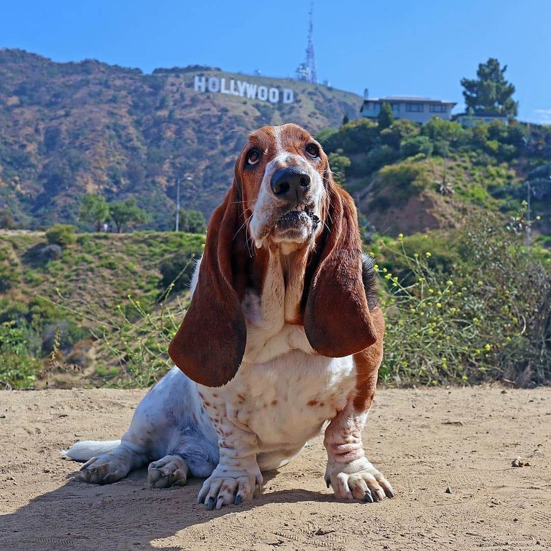 YouTubeさんのインスタグラム写真 - (YouTubeInstagram)「Daily dose of @DeanTheBasset. His parents document his adorable life for you all to see. Basically vlogging... but with paws. 🐶 Click the link in our bio to view his channel!」7月28日 2時20分 - youtube