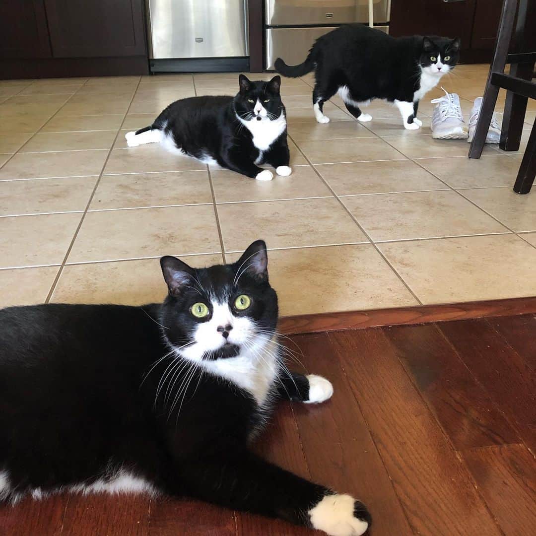 Tuxedo Cat Brosのインスタグラム：「Three creeps just creeping around.」