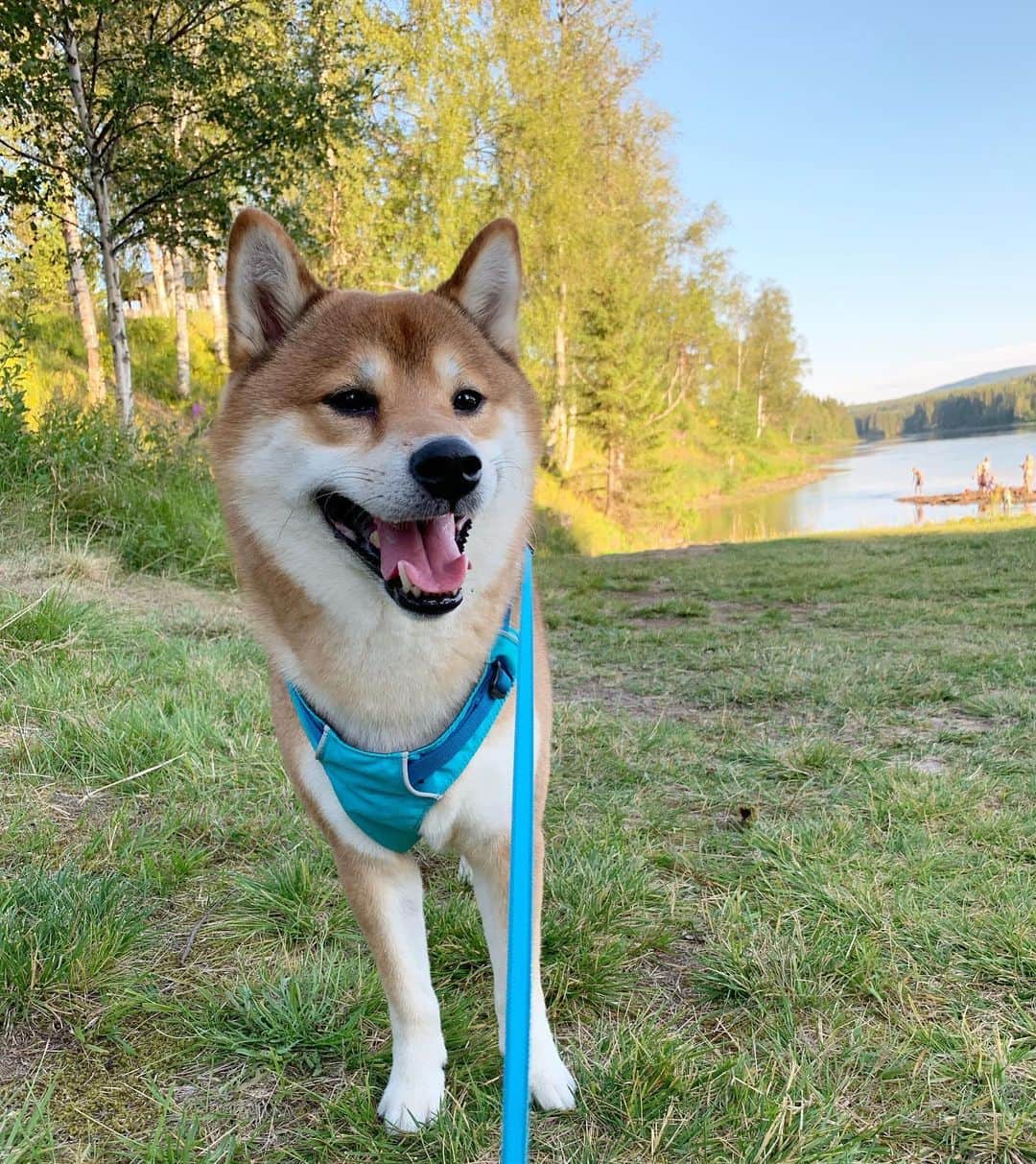 ?Fricko the Shiba Inu?のインスタグラム：「We are taking a long road trip to Norway with hoomans! So far so good 😆😆 🐾 🐾 🐾 #FrickoandKeaton #🐶 #☀️ #shiba #shibainu #dog #柴犬 #赤柴 #黒柴  #adorable #shibalovers #shibaholics  #dogoftheday  #weeklyfluff #aww #dogstagram  #dogscorner #puppiesofinstagram #shibapuppy」