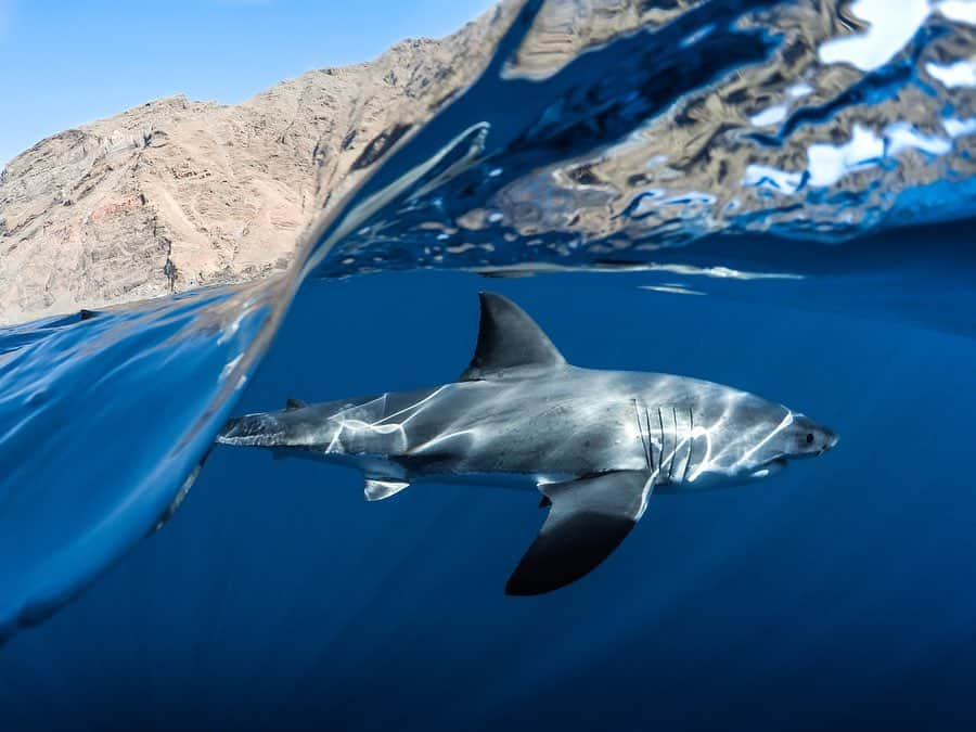 goproさんのインスタグラム写真 - (goproInstagram)「Get #SharkWeek ready with a Q+A from Emmy Award Winning Cinematographer, Shark Expert, + #GoProFamily member Andy Casagrande (@abc4explore). 🦈 Comment your shark questions below for the opportunity to take home a #GoProHERO7 Black + get an answer from the master himself. 👇 • • • #GoPro #SaveSharks #ABC4Explore」7月28日 3時47分 - gopro