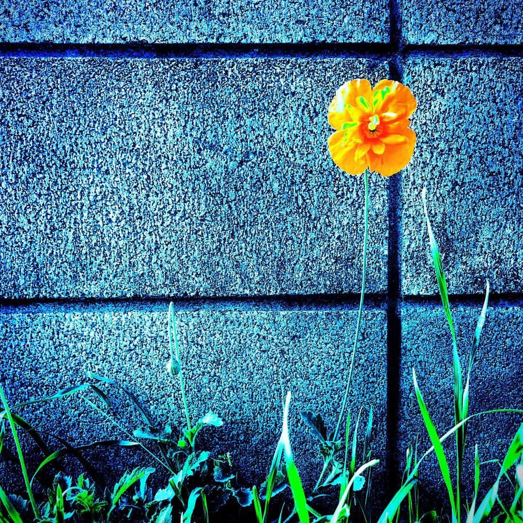 江田由紀浩のインスタグラム：「オレンジの花。 #オレンジ #花」