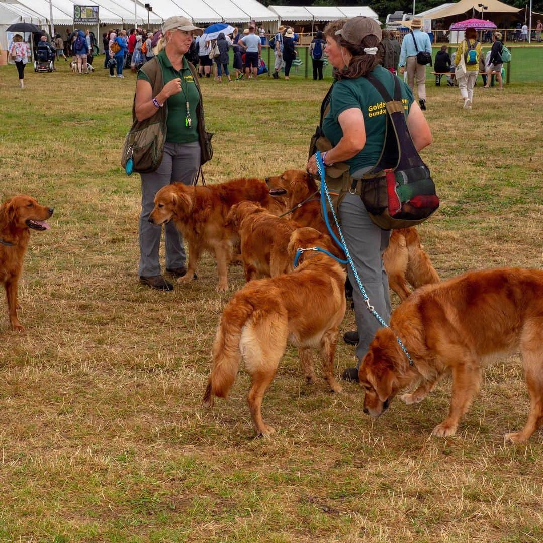 TIME Magazineさんのインスタグラム写真 - (TIME MagazineInstagram)「Scenes from the Game Fair, an annual #festival for people who are passionate about the Great #British Countryside and everything it includes—from shooting and falconry, to fishing and hounds—held in Hatfield, north of #London, on July 26. Photographs by @denchphoto—@gettyimages」7月28日 3時54分 - time