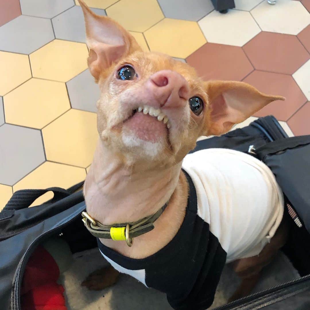 Tuna {breed:chiweenie} さんのインスタグラム写真 - (Tuna {breed:chiweenie} Instagram)「We stopped at the food hall at the airport, and he thinks that he will get some of my food if he aggressively stares at me. Annnnnd he’s right. #whatcanisay #heownsme @thetravelingtuna」7月28日 4時59分 - tunameltsmyheart