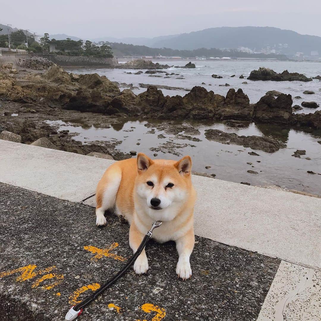 マル子のインスタグラム：「5時前に起こされて散歩。 人間も犬も涼しくていいけどね。 結構遠くまで来たよね。 そして帰りたくないと。 抱っこは重いなw もう少し休憩したら帰ろうね。 #マル子  #柴犬  #shiba」
