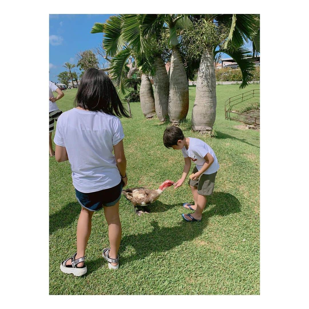 辻希美さんのインスタグラム写真 - (辻希美Instagram)「水牛さん😁💕" 子ども達は鳥やヤギさんに餌をあげました❤️👍👍" #沖縄 #家族旅行 #水牛 #デカ #小浜島 #はいむるぶし #去年に引き続き会えた #可愛かったね #❤️」7月28日 16時49分 - tsujinozomi_official