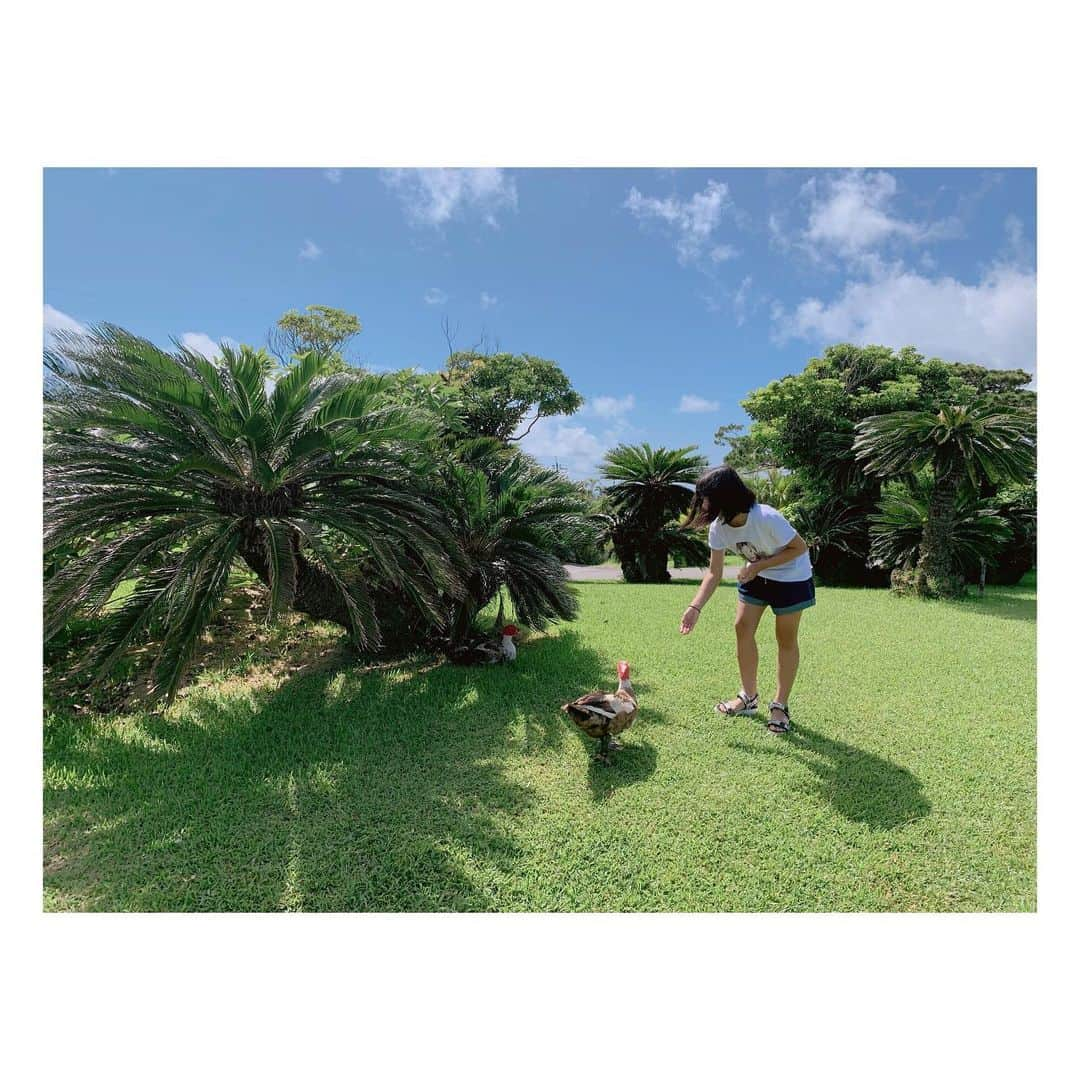 辻希美さんのインスタグラム写真 - (辻希美Instagram)「水牛さん😁💕" 子ども達は鳥やヤギさんに餌をあげました❤️👍👍" #沖縄 #家族旅行 #水牛 #デカ #小浜島 #はいむるぶし #去年に引き続き会えた #可愛かったね #❤️」7月28日 16時49分 - tsujinozomi_official