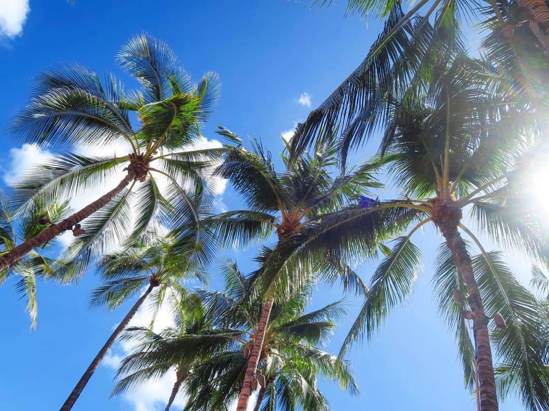 Mai Wakimizuさんのインスタグラム写真 - (Mai WakimizuInstagram)「空を見上げればいつもこの景色♡得した気分になる＼(^o^)／MAHALO〜♡ #hawaii#ハワイ」7月28日 15時43分 - wakkin__m