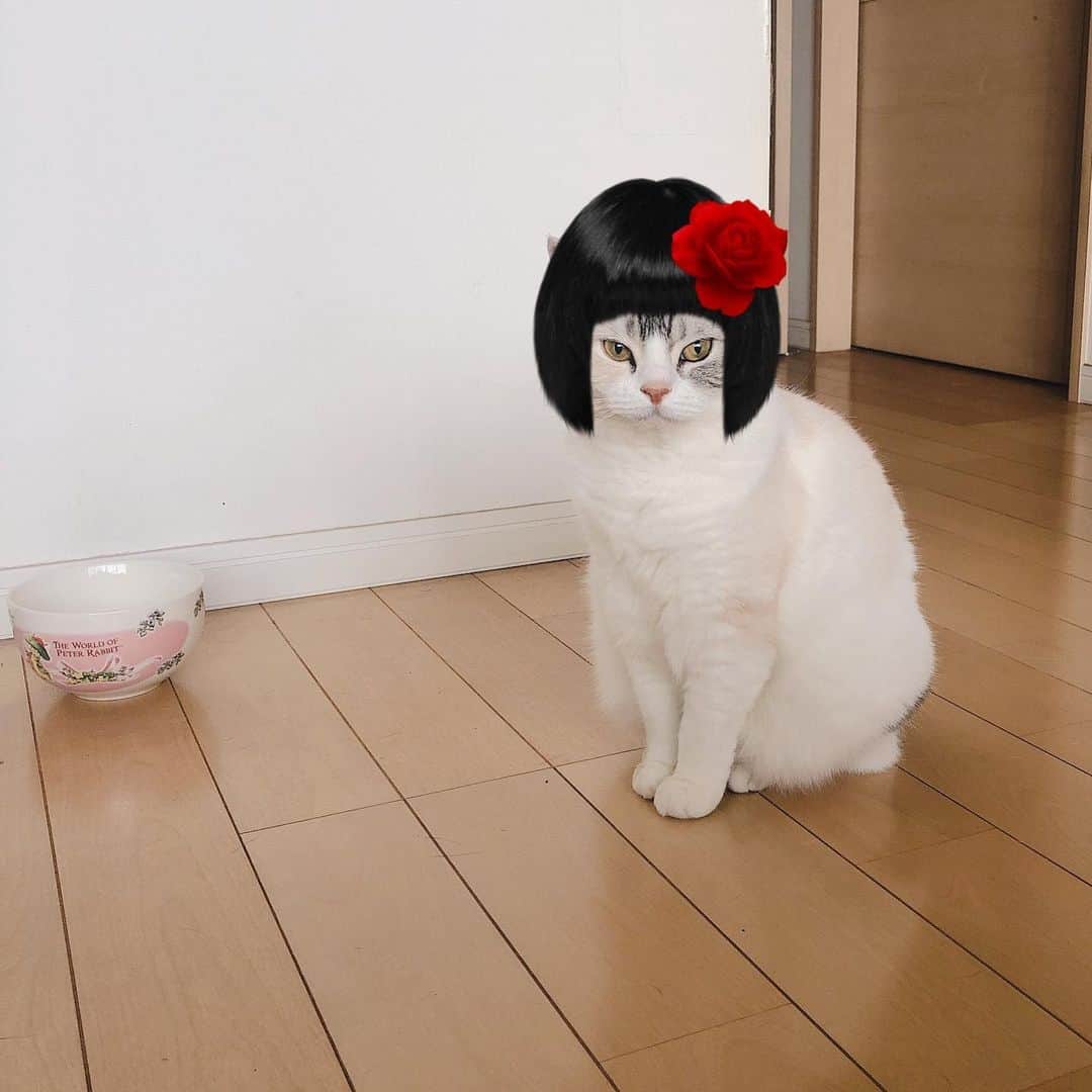ホタテ＆クラム＆シラスのインスタグラム：「座敷童が現れた！ #cat #neko #ScottishFold #猫 #ねこ #スコティッシュフォールド #catstagram #instagram #instagramjapan #ig_japan #igersjp」