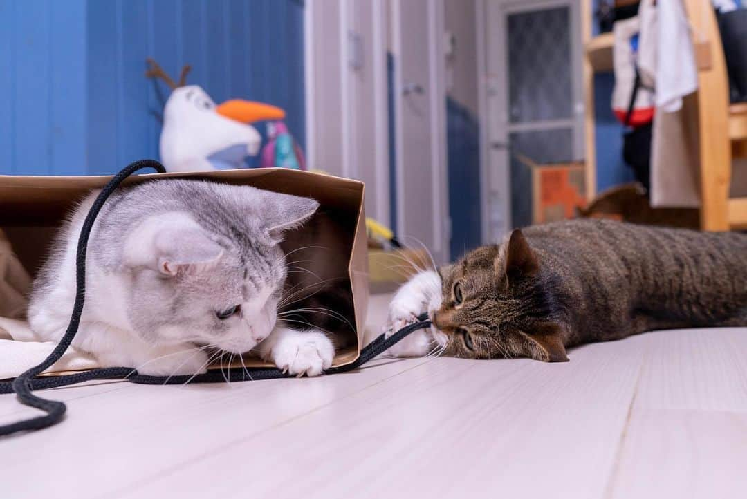 Sakiさんのインスタグラム写真 - (SakiInstagram)「* So my hubby left a paper bag on the floor and Eve went in it. Ruby wanted to play with the string and came around. * 旦那が置きっぱにし紙袋にイブが侵入。 紐で遊びたいルーが寄ってきて😍 #元野良部 #元野良もカワイイ説普及隊 *」7月28日 16時27分 - rubyeve12