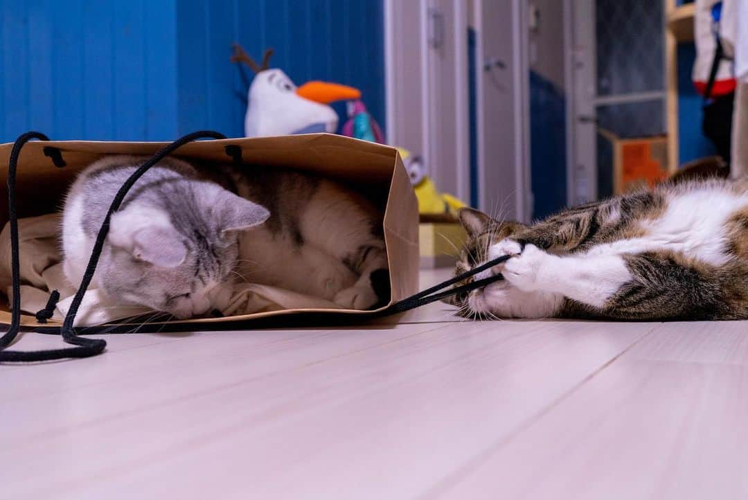 Sakiさんのインスタグラム写真 - (SakiInstagram)「* So my hubby left a paper bag on the floor and Eve went in it. Ruby wanted to play with the string and came around. * 旦那が置きっぱにし紙袋にイブが侵入。 紐で遊びたいルーが寄ってきて😍 #元野良部 #元野良もカワイイ説普及隊 *」7月28日 16時27分 - rubyeve12