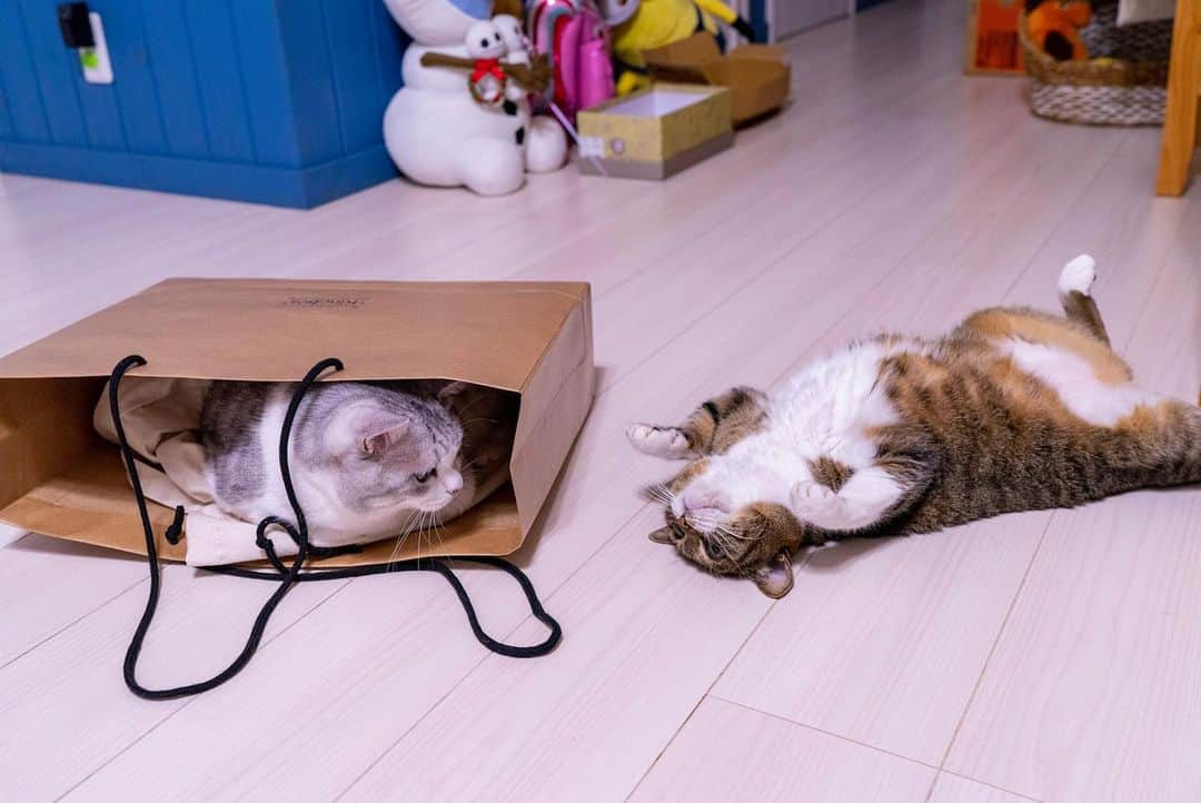 Sakiさんのインスタグラム写真 - (SakiInstagram)「* So my hubby left a paper bag on the floor and Eve went in it. Ruby wanted to play with the string and came around. * 旦那が置きっぱにし紙袋にイブが侵入。 紐で遊びたいルーが寄ってきて😍 #元野良部 #元野良もカワイイ説普及隊 *」7月28日 16時27分 - rubyeve12