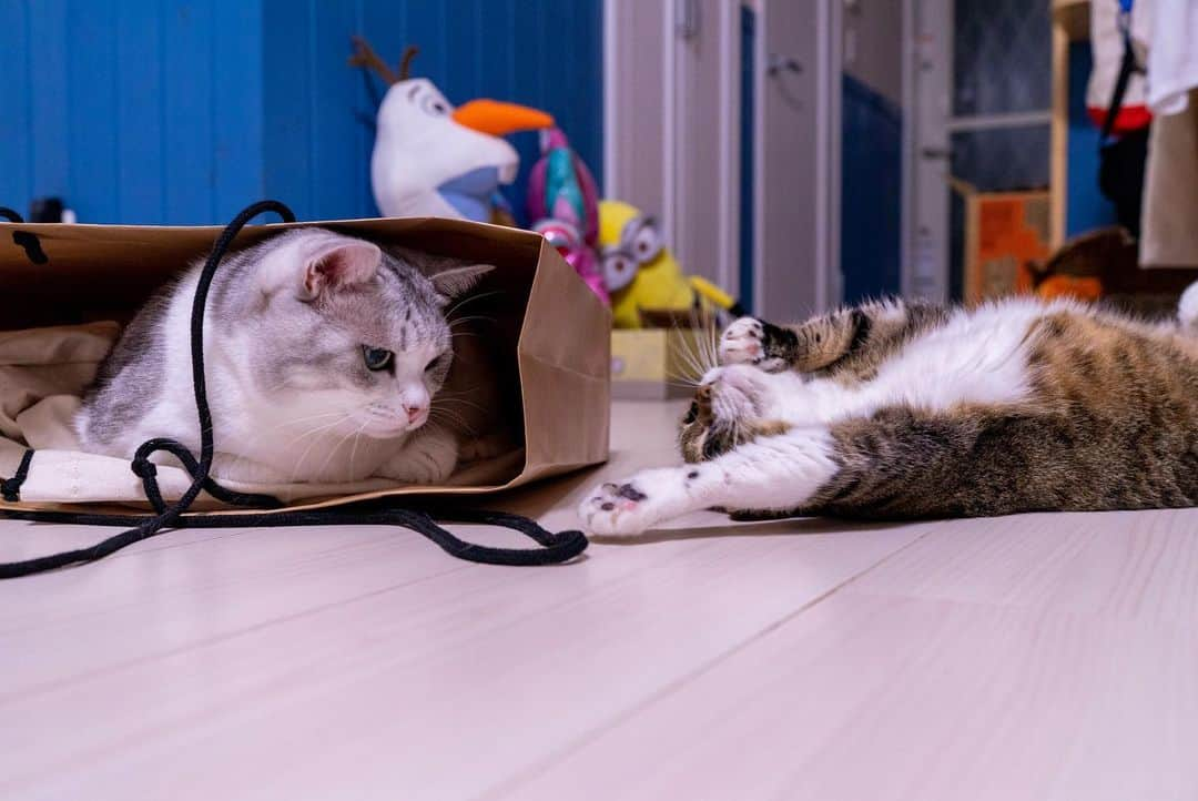 Sakiさんのインスタグラム写真 - (SakiInstagram)「* So my hubby left a paper bag on the floor and Eve went in it. Ruby wanted to play with the string and came around. * 旦那が置きっぱにし紙袋にイブが侵入。 紐で遊びたいルーが寄ってきて😍 #元野良部 #元野良もカワイイ説普及隊 *」7月28日 16時27分 - rubyeve12