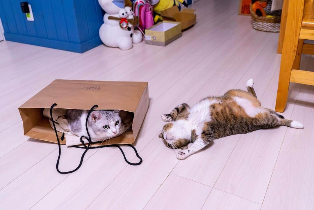 Sakiさんのインスタグラム写真 - (SakiInstagram)「* So my hubby left a paper bag on the floor and Eve went in it. Ruby wanted to play with the string and came around. * 旦那が置きっぱにし紙袋にイブが侵入。 紐で遊びたいルーが寄ってきて😍 #元野良部 #元野良もカワイイ説普及隊 *」7月28日 16時27分 - rubyeve12