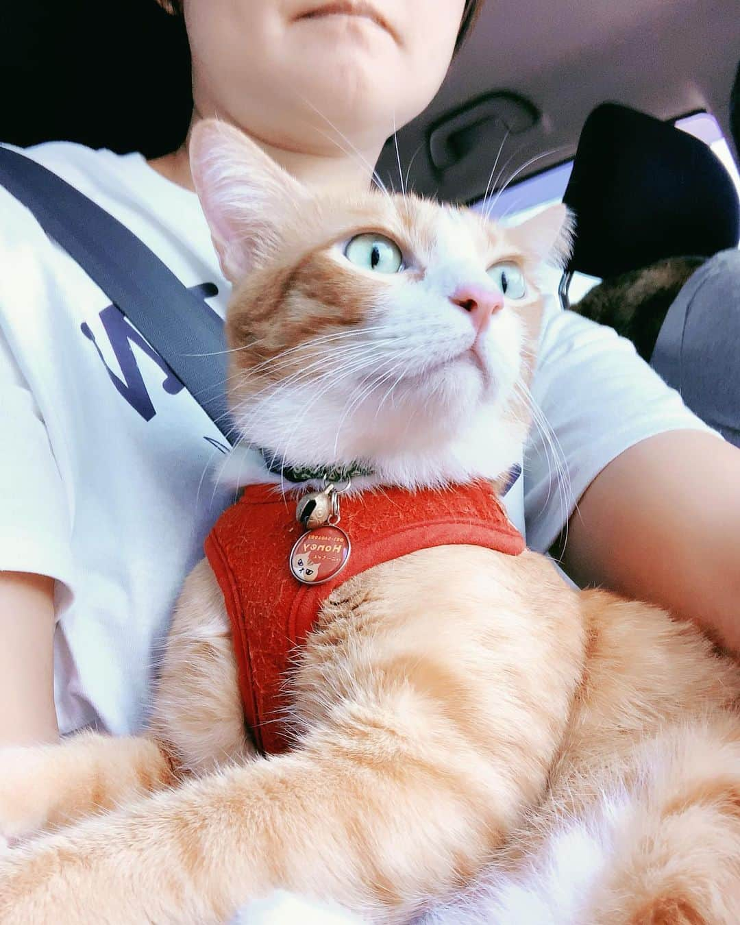 tamatamagoさんのインスタグラム写真 - (tamatamagoInstagram)「yay!! Car ride !!🚗 💨💨💨⛰🏔🏡 . . 😼But not with my big sis 😝😎Guess who go with me!! . . 😼今日は車でお出かけしたにゃよ！ でもマオねぇとじゃにゃいの！ 誰とお出かけしたと思うにゃ？？ . .  2019/07/28 . .  #茶トラ #茶トラ男子部 #茶トラ白 #散歩猫 #お出かけ猫 #猫とお出かけ #travelwithcat #cattrip #cats_of_world #catstagram #cats_of_instagram #cat_features  #travelcat #ilovemycat #kittens_of_world #แมว #แมวไทย #catthailand #thaicat」7月28日 16時38分 - tamatamago