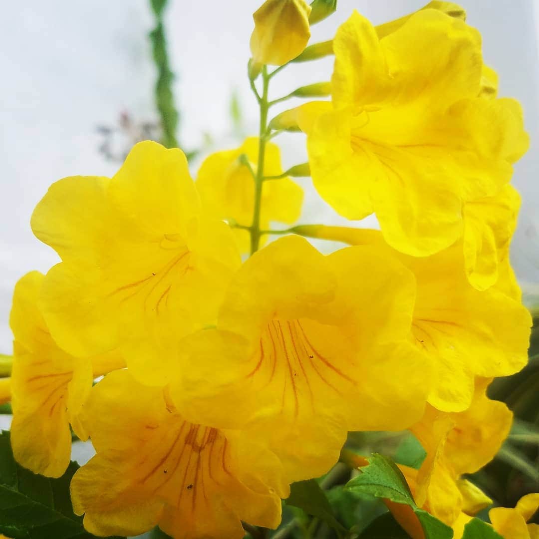 のインスタグラム：「TEXAS YELLOW BELLS 🌻🌻🎺🎺 #GASOLINEGARDEN #ILOVEGARDENS #GARDENSRULE #GARDENCHURCH #GARDENPARTY #GARDENMAGIC #AVANTGARDEN #GARDENS #GARDENGANGSTER #GARDEN #GRADENLIFE #GARDENER #GARDENTIME  #GARDENING #VEGETABLEGARDEN #FLOWERS #SUCCULENTS  #PLANTS  #CACTUS #AYEARINFLOWERS  #shadowhills  #THANKYOU @nicksnursery #nicksnursery  @gasolineglamour  #GASOLINEGLAMOUR #TRUMPETBUSH 🎺🎺🎺 #TEXASYELLOWBELLS」
