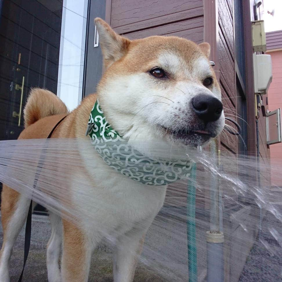 柴犬⭐️サスケさんのインスタグラム写真 - (柴犬⭐️サスケInstagram)「おはわん #柴犬#赤柴#朝ん歩#茶助#北海道#暑い#涼む#犬ら部#ふわもこ部#わんだフォ#柴北会#毛皮族#pecoいぬ部 #shibagram #shibastagram #🐶#🐶📷」7月28日 8時15分 - shiba20150405