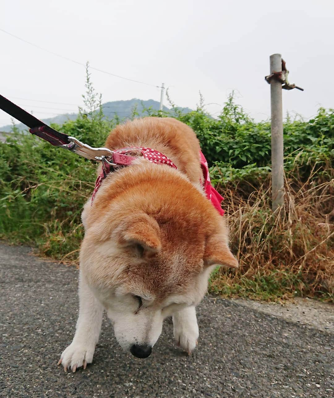 柴子さんのインスタグラム写真 - (柴子Instagram)「おはようございます。 明け方に雨が降ったみたいで、そんなに暑くない朝散歩。 柴子(仮名)さん、しっかりお仕事出来て良かったw  #柴犬　#shibainu #shibastagram」7月28日 8時47分 - senogawadogs