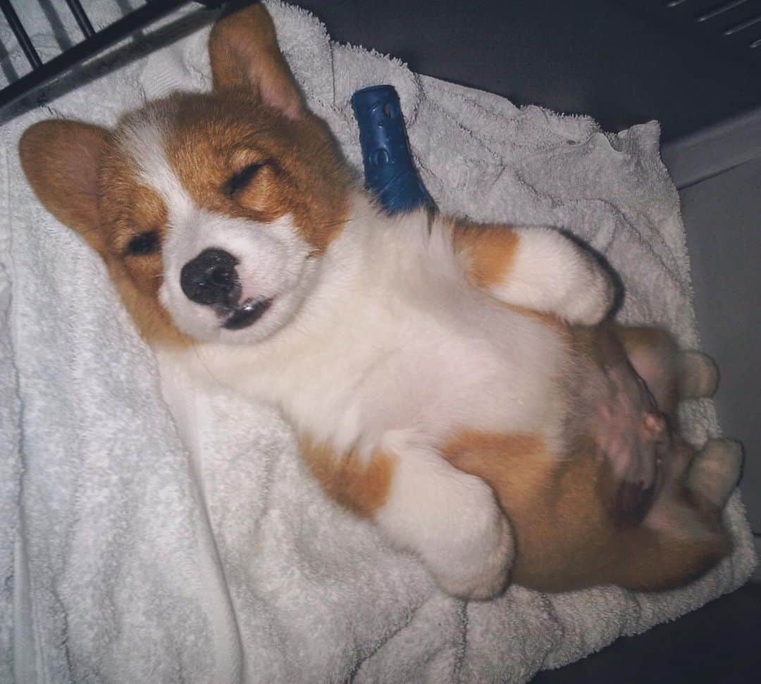 Loki the Corgiさんのインスタグラム写真 - (Loki the CorgiInstagram)「On this day 8 years ago, my whole life changed. I got my first dog. His name was Loki. Loki was perfect to me and I wanted to share him with the world. It turned out that the world thought he was pretty great too 🙂 Loki gave me my love for animals. Because of him, we’ve adopted 2 dogs whom we love very much and fostered 12 others so far. In fact, the crate he arrived in is the same crate we use for our foster dogs. Thank you for everything, Loki. You will forever be the greatest blessing in my life ❤️」7月28日 8時40分 - lokistagram