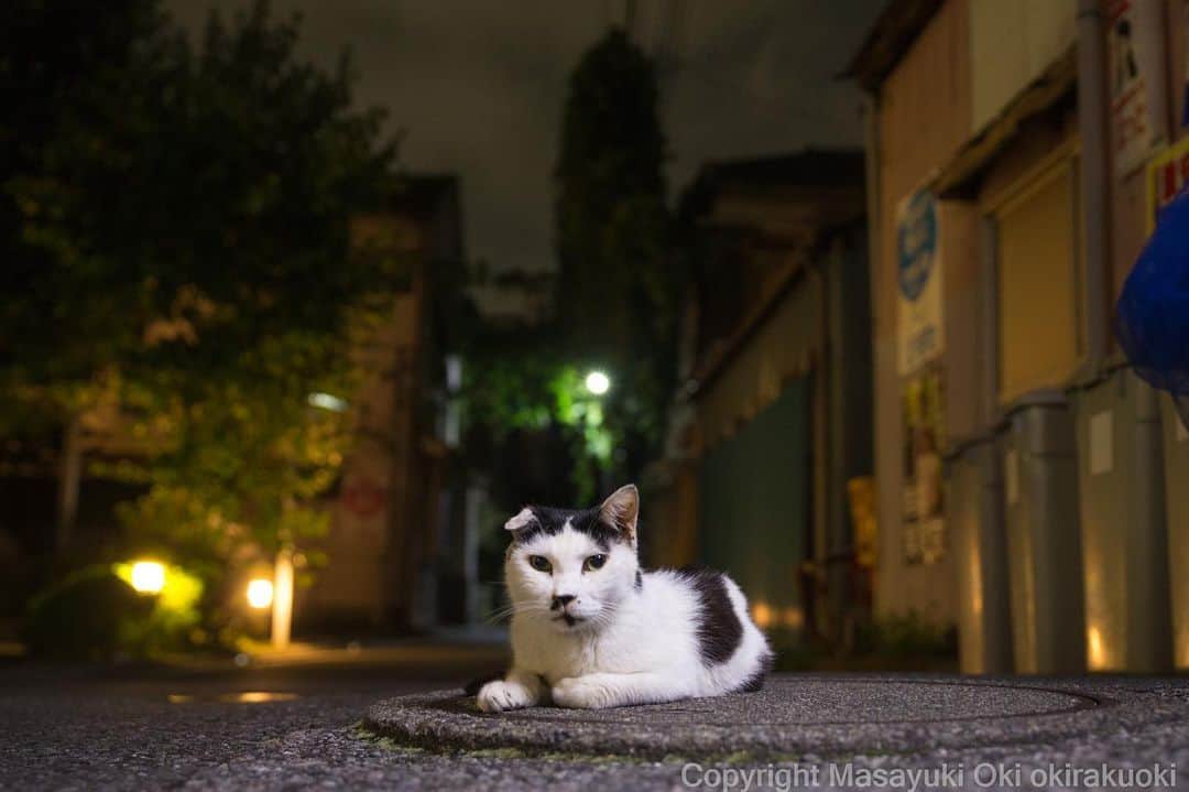 Masayukiさんのインスタグラム写真 - (MasayukiInstagram)「帰り道。  おはようございます。 Good morning from Tokyo Japan ☁️ #cat #ねこ」7月28日 8時48分 - okirakuoki