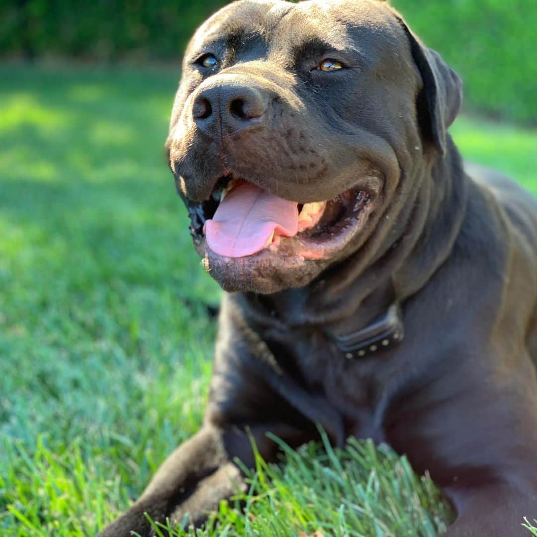 ジェイミー・フォックスさんのインスタグラム写真 - (ジェイミー・フォックスInstagram)「#dogdayafternoon #king #kong #mansbestfriend #canecorso #swipeleft」7月28日 8時50分 - iamjamiefoxx