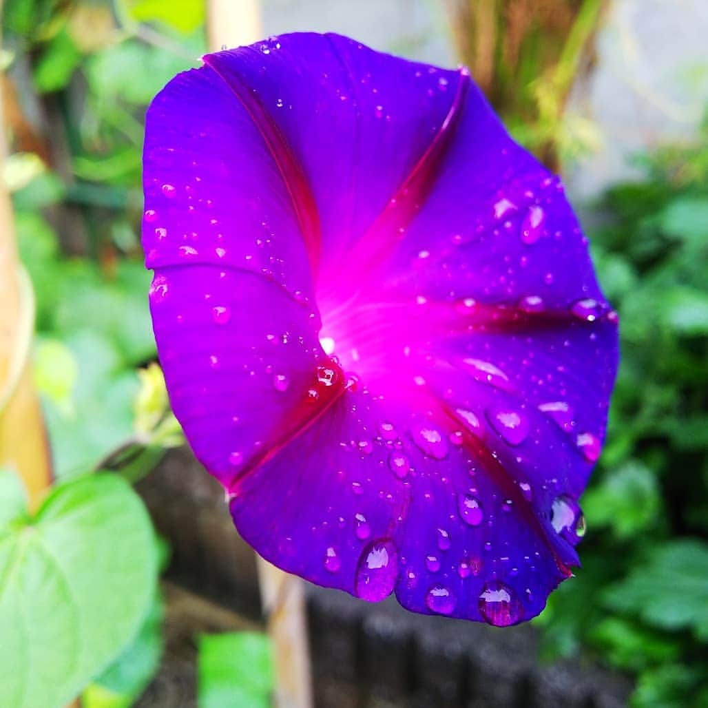 みながわゆみさんのインスタグラム写真 - (みながわゆみInstagram)「#おはようございます #今日も素敵な一日を #朝顔 #アサガオ #あさがお #紫色 #きれい #上品 #雨上り #はな #花 #flower #はなまっぷ #花まっぷ #花の写真 #花写真 #花撮り #花好きな人 #花好きな人と繋がりたい #写真好き #写真好きな人と繋がりたい」7月28日 9時00分 - nama.09.19