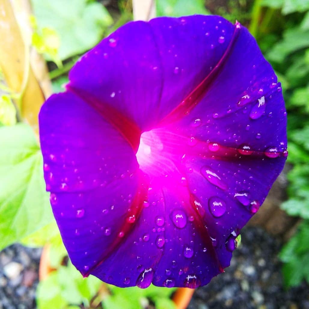 みながわゆみさんのインスタグラム写真 - (みながわゆみInstagram)「#おはようございます #今日も素敵な一日を #朝顔 #アサガオ #あさがお #紫色 #きれい #上品 #雨上り #はな #花 #flower #はなまっぷ #花まっぷ #花の写真 #花写真 #花撮り #花好きな人 #花好きな人と繋がりたい #写真好き #写真好きな人と繋がりたい」7月28日 9時00分 - nama.09.19