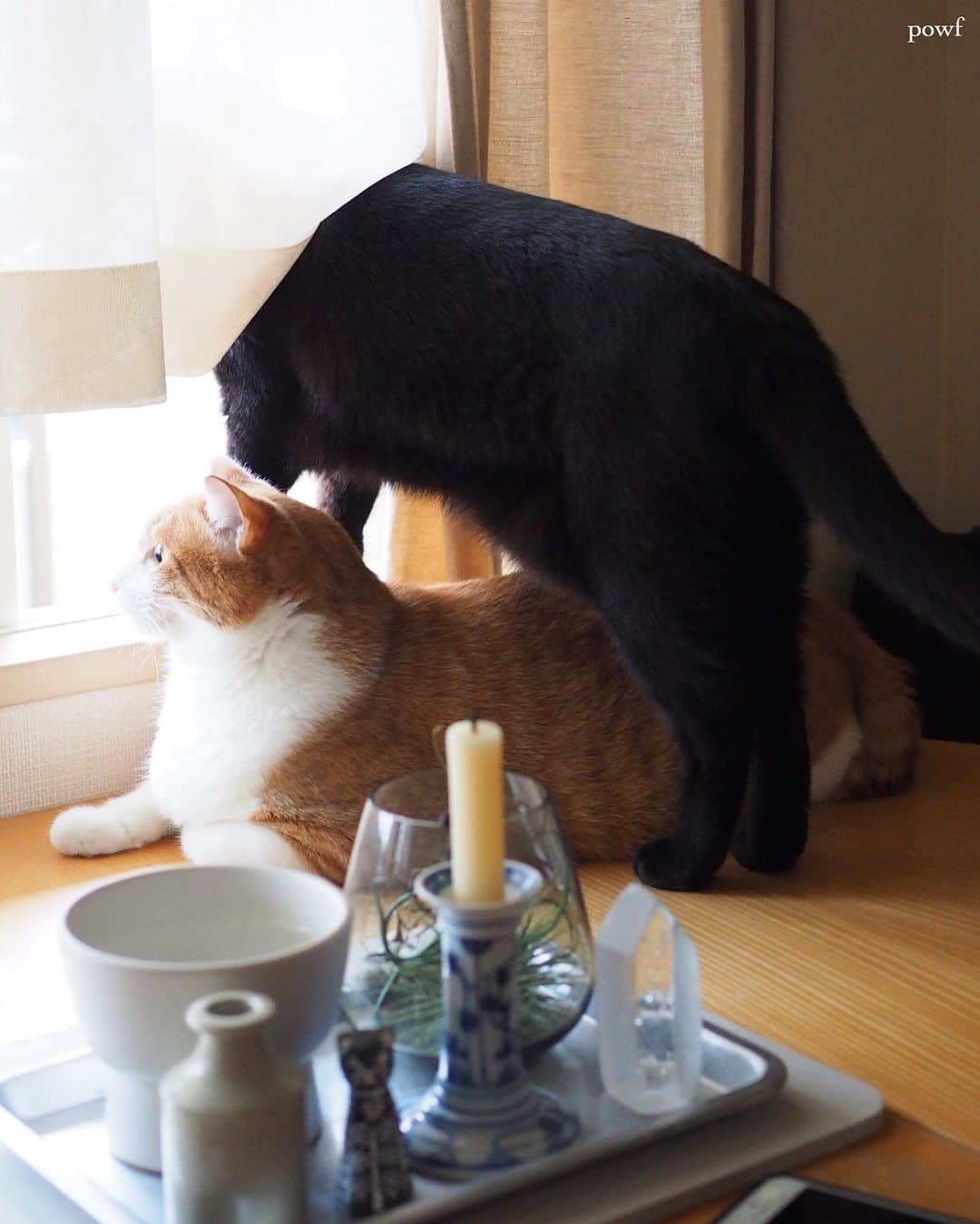 anemone_69のインスタグラム：「. #ハカセとキョウジュ #窓辺のハカセとキョウジュ #cat #猫 #保護猫 . . .」