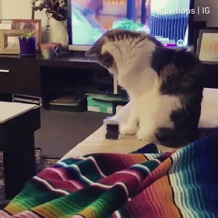 Aww Clubのインスタグラム