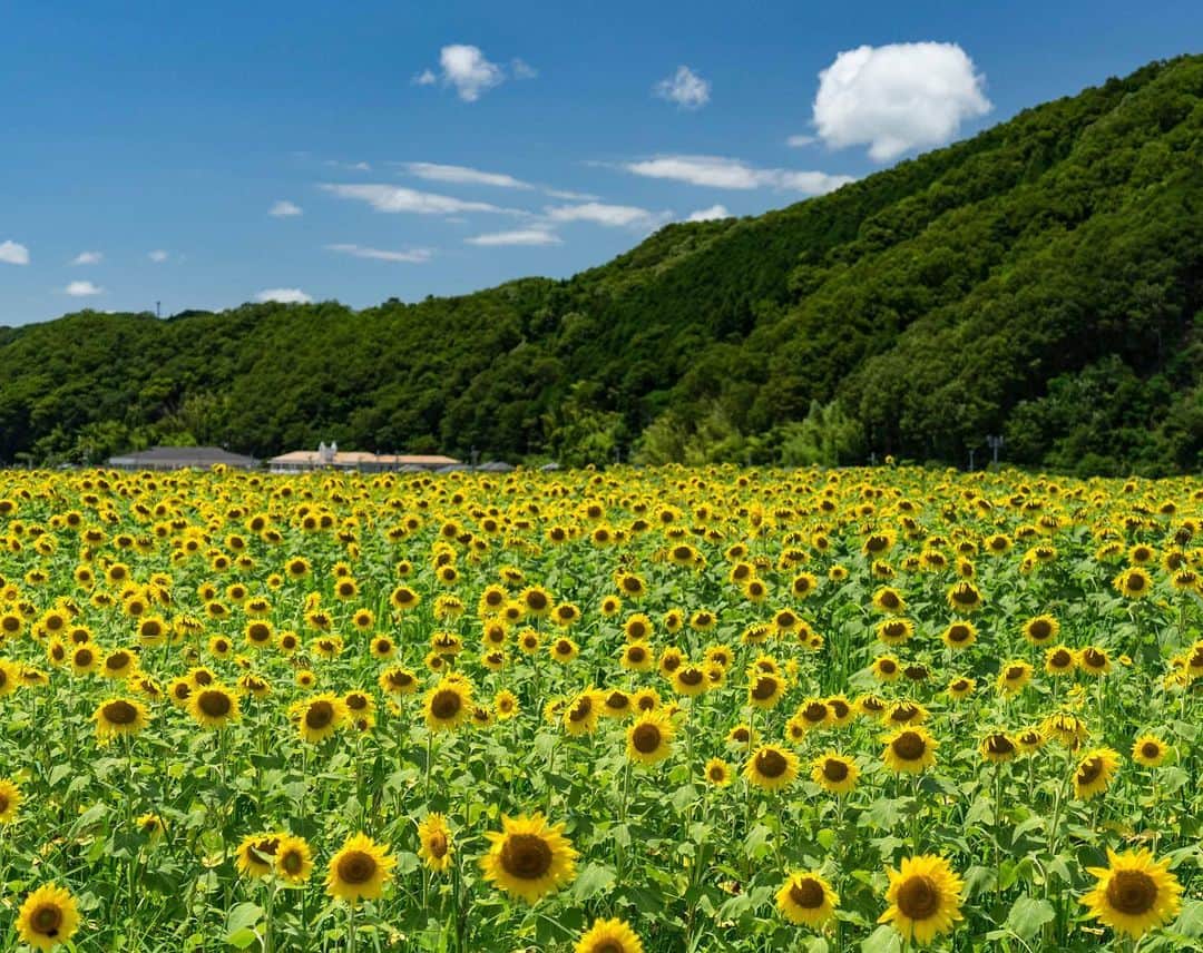 詩歩さんのインスタグラム写真 - (詩歩Instagram)「🌻﻿ ﻿ ﻿ 総計120万本のひまわりが咲く佐用町のひまわり畑！﻿ Beautiful sunflower fields blooming over 1.2million sunflowers in Japan!﻿ ﻿ 梅雨が開けたと思ったら、もう夏の足音が🐾﻿ ﻿ 兵庫県の西端にある佐用町で、毎年7月下旬から8月上旬にかけて満開になるひまわり畑🌻﻿ ずっと会いたかった @fancykyon さん親子と遊びに行ってきました☺🌱﻿ ﻿ 複数会場で時期をずらして播種しているので8月上旬頃まで楽しめそうですよ〜！﻿ ﻿ 住んでいる京都から意外とアクセスがよくて😳﻿ 京都から特急で1時間ちょいで佐用駅まで直通で行けて、そこからタクシー10分弱で到着。﻿ （大阪や神戸からも同じ列車に乗れます）﻿ ﻿ なかなか電車で行けるひまわり畑ってないので﻿ 夏を感じたい方はぜひ調べてみてください☀﻿ ﻿ ﻿ ﻿ 📷26th June 2019﻿ 📍佐用町 南光ひまわり祭り／兵庫県﻿ 📍Nanko Sunflower Festival／Hyogo Japan﻿ ﻿ ©詩歩／Shiho」7月28日 11時03分 - shiho_zekkei
