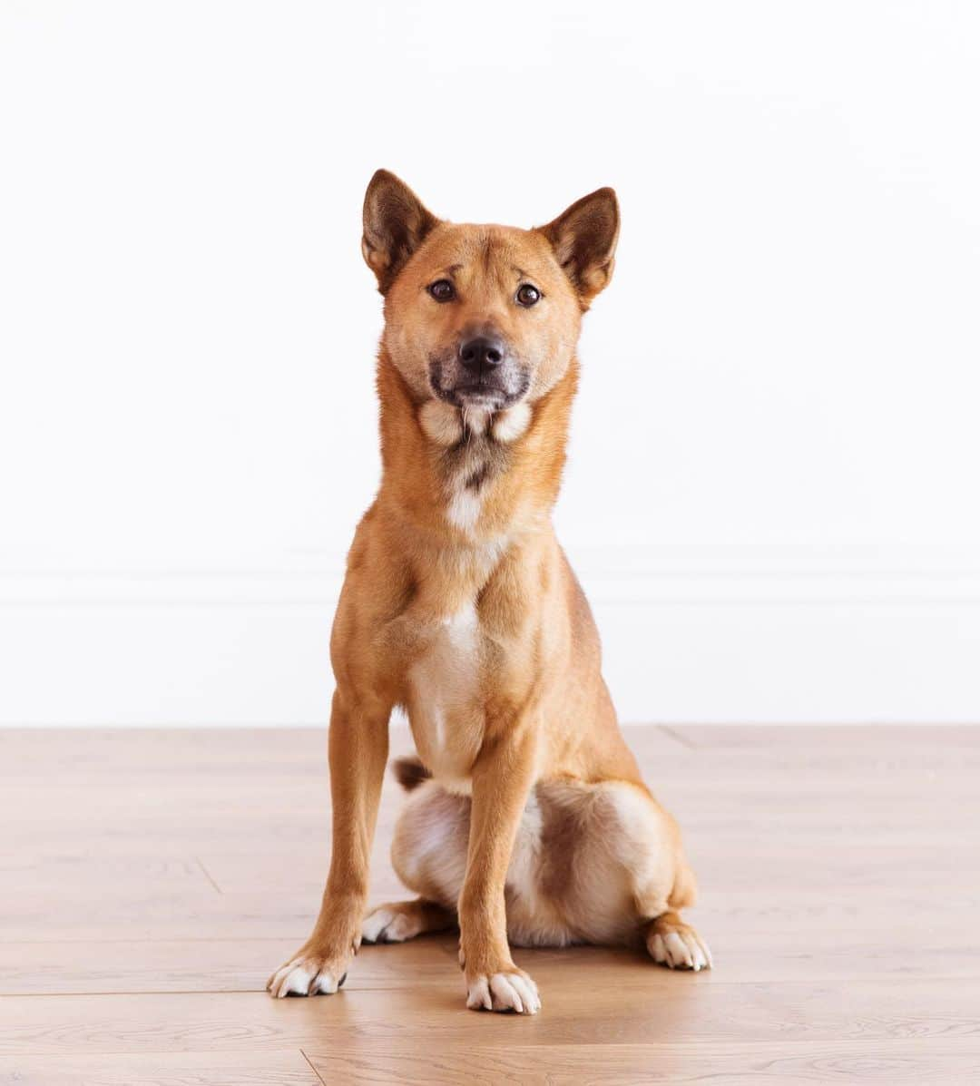 Rylaiさんのインスタグラム写真 - (RylaiInstagram)「I’m Nicky.... I’m confident... friendly... and beyond handsome. I’m a New Guinea Singing dog.... I am one of the pups from the Conservation litter Amy and Dave had.... I’m going to be 2 soon!! We are going to have a mini celebration with my brother Stumpy doo and my sister Akili at the Grand Opening- called From Russia with Love... maybe it should@be called From Nicky With Love.... just saying... . Mom says that since I ate her side of the couch and all of her shoes.... that heck no.... I think I upset her, but I don’t understand why.... 🤷‍♀️ 📷 @dandeliondreamsphoto @just_here_to_meet_the_dogs . #dogsofig #newguineasingingdog #singers #nicky #dogsofinstagram #dogs #animallovers #animals #nonprofit #fundraiser #jabcecc #handsome #rescue #adopt #conservation #sd #sandiego #socal #fromrussiawithlove #donate #sponsor」7月28日 11時05分 - jabcecc