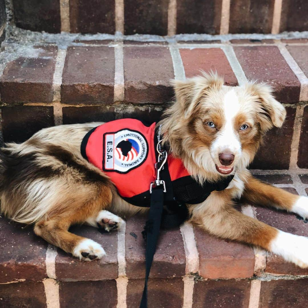 ベレン・モゾさんのインスタグラム写真 - (ベレン・モゾInstagram)「Who needs a chick magnet 🧲? Tag appropriately . . #tacothetoyaussie」7月28日 11時08分 - belenmozo