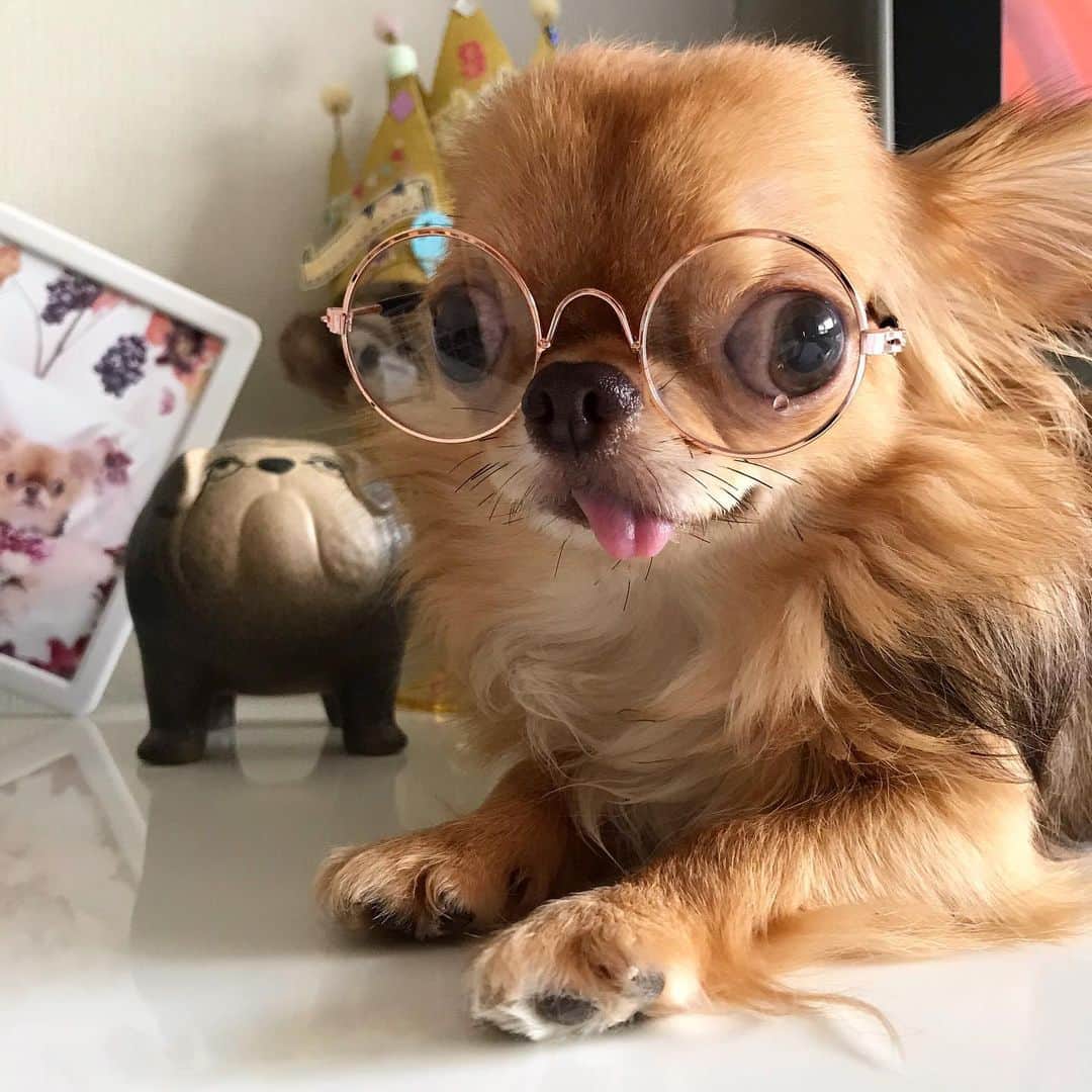 kayoのインスタグラム：「* * こんにちは😊 * * お昼のニュースです📺 * * ニュースキャスターふぅ みたいな😂 * * kulio💗👓 * * #chihuahua#chihuahualove#dogstgram#dog#instadog#チワワ#チワワ大好き * *」