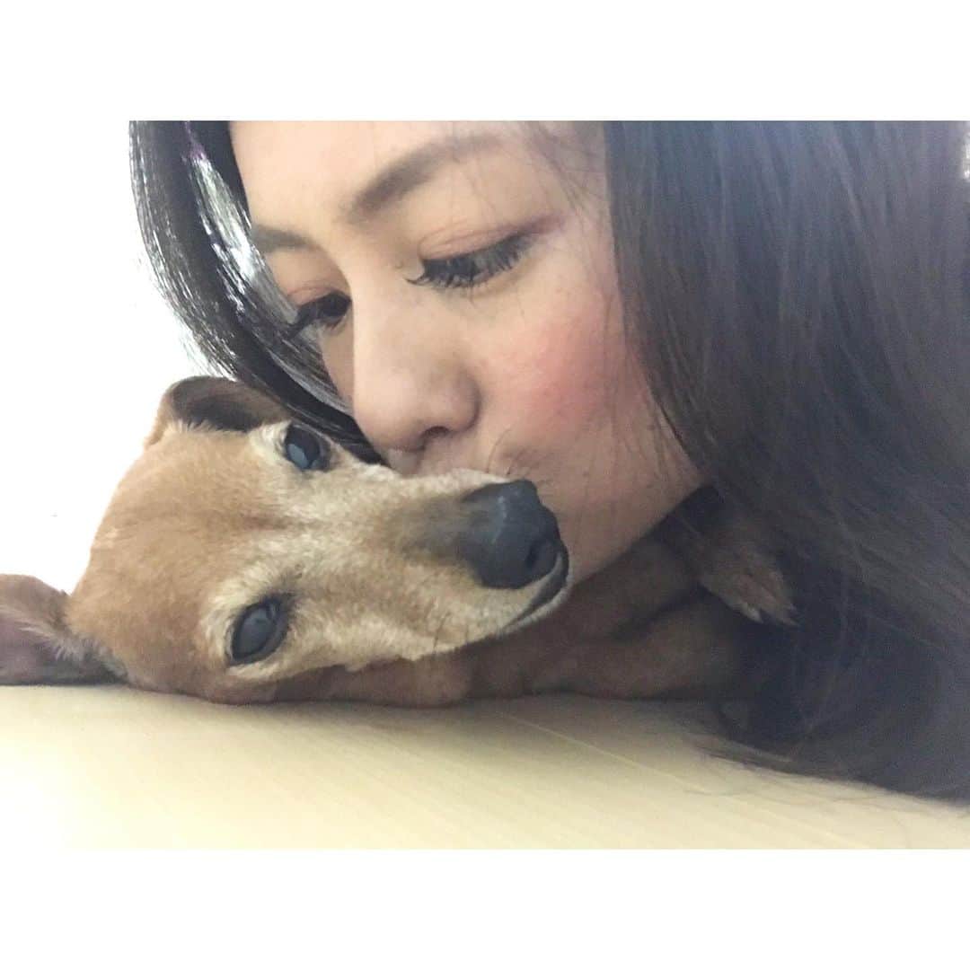 望月みささんのインスタグラム写真 - (望月みさInstagram)「あまりにも気持ちよさそうに寝ていたので、寝込みを襲った🐕w もうすぐ12歳…白髪増えたなぁ。 まだまだまだまだ元気いっぱいのやんちゃ娘でいてね🍀 ・ #mituredachshund #11yearsold #smoothdachshund #papikomiyata #🐕 #❤️」7月28日 17時05分 - mochizuki.misa