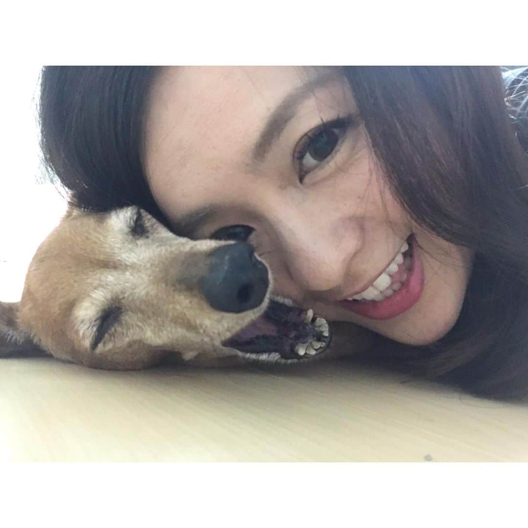 望月みささんのインスタグラム写真 - (望月みさInstagram)「あまりにも気持ちよさそうに寝ていたので、寝込みを襲った🐕w もうすぐ12歳…白髪増えたなぁ。 まだまだまだまだ元気いっぱいのやんちゃ娘でいてね🍀 ・ #mituredachshund #11yearsold #smoothdachshund #papikomiyata #🐕 #❤️」7月28日 17時05分 - mochizuki.misa