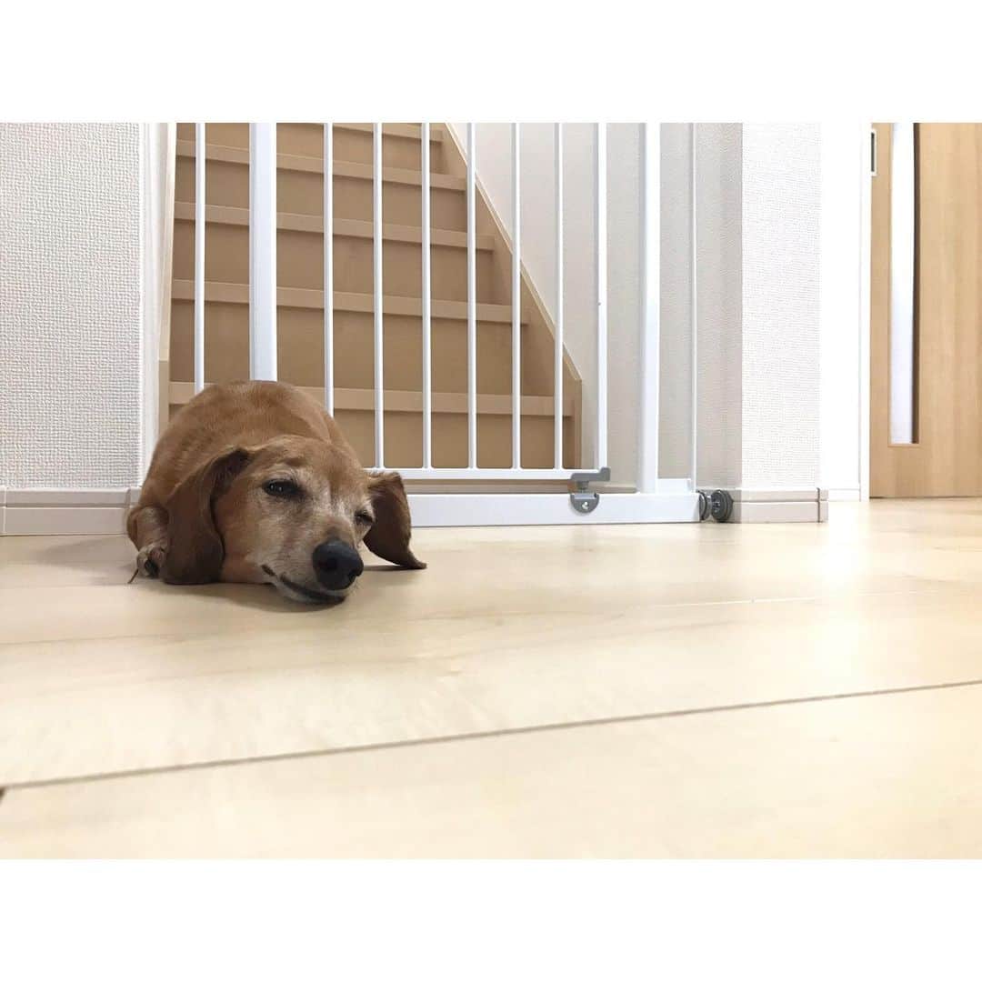 望月みささんのインスタグラム写真 - (望月みさInstagram)「あまりにも気持ちよさそうに寝ていたので、寝込みを襲った🐕w もうすぐ12歳…白髪増えたなぁ。 まだまだまだまだ元気いっぱいのやんちゃ娘でいてね🍀 ・ #mituredachshund #11yearsold #smoothdachshund #papikomiyata #🐕 #❤️」7月28日 17時05分 - mochizuki.misa